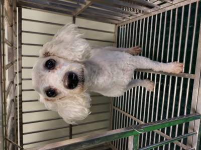 누리동물병원_426340202300401