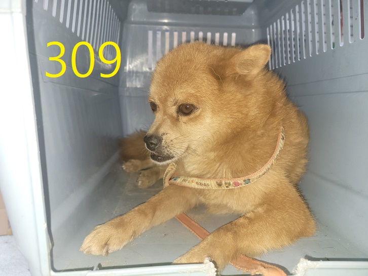 보호중 믹스견의 가…