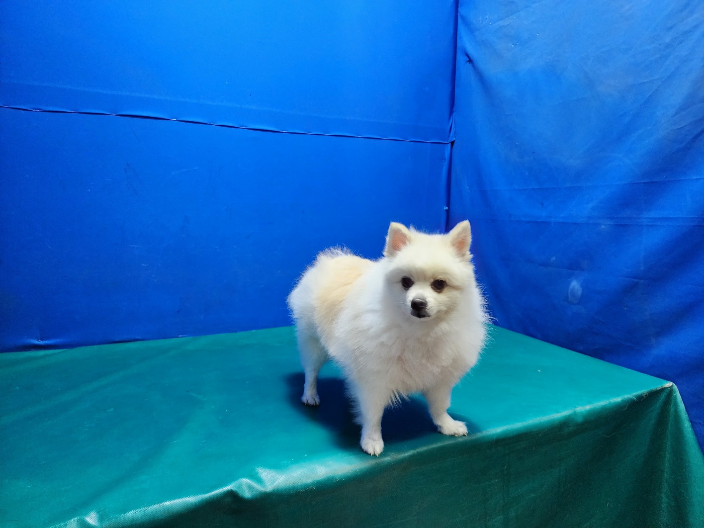 경산시유기동물보호소_447513202301106
