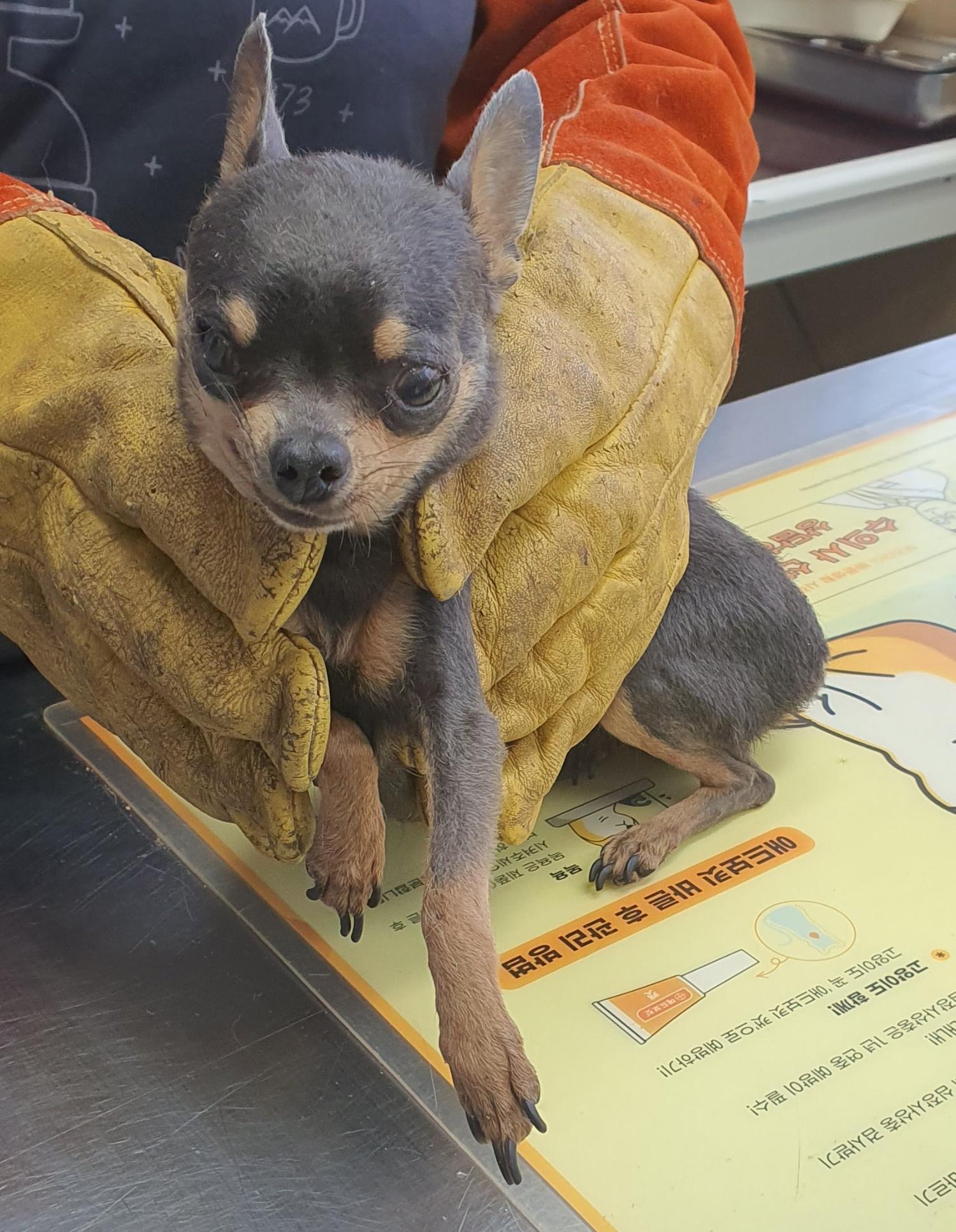 보호중 치와와의 가…