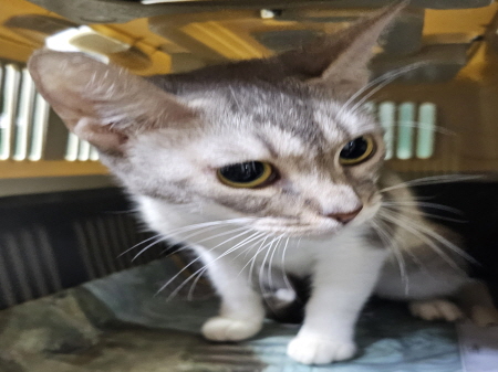 원주유기동물보호센터_442419202300556