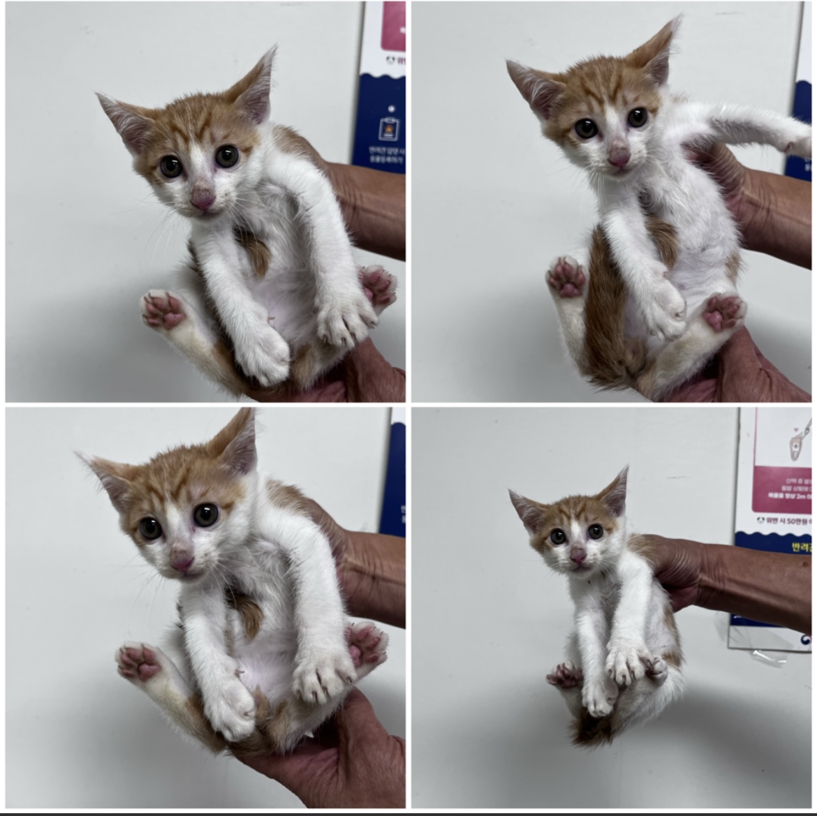천안시유기동물보호소_444449202302009