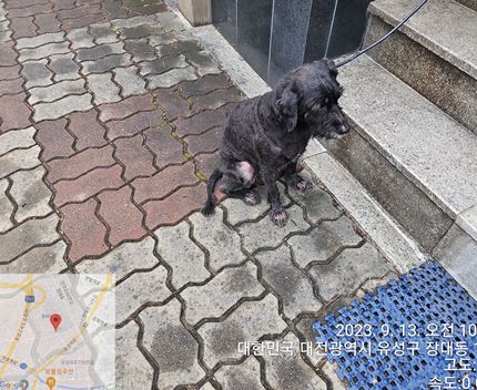 대전동물보호센터_430367202300556