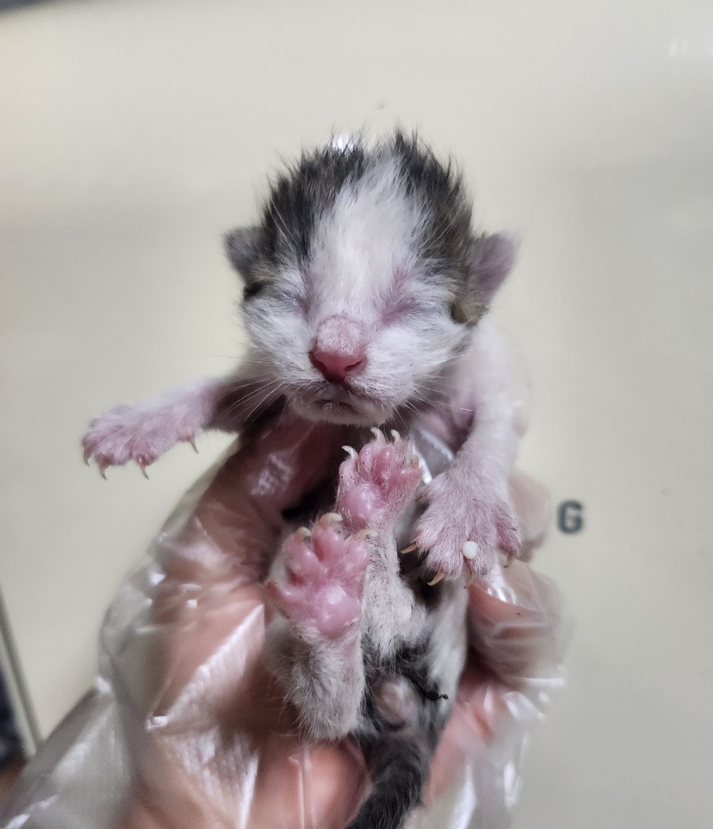 울산유기동물보호센터_431369202300647