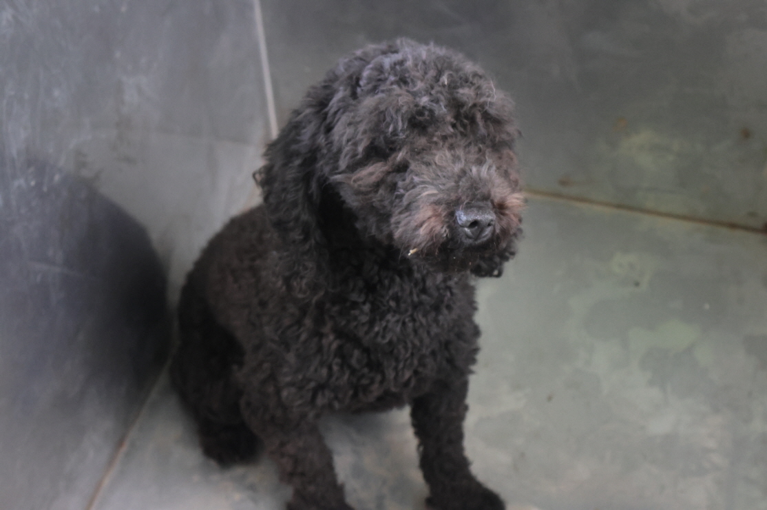 제주 동물보호센터_450650202303171