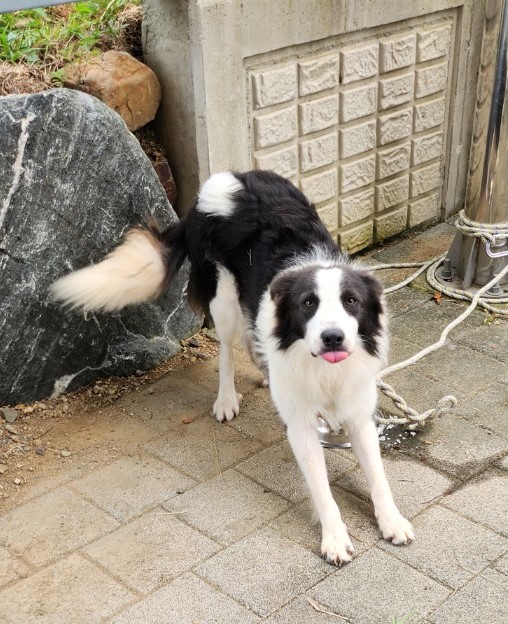 울산유기동물보호센터_431372202300481