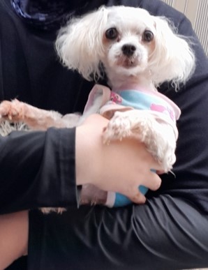 인천광역시수의사회_428351202300694