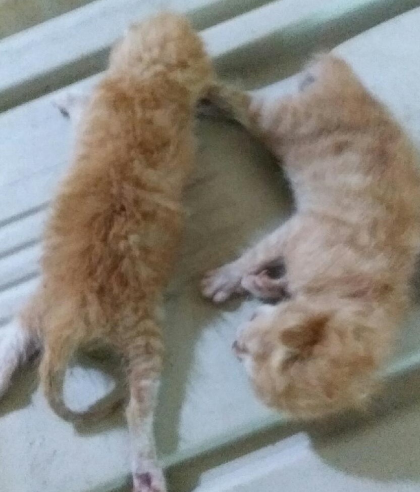 종료(자연사) 한국…