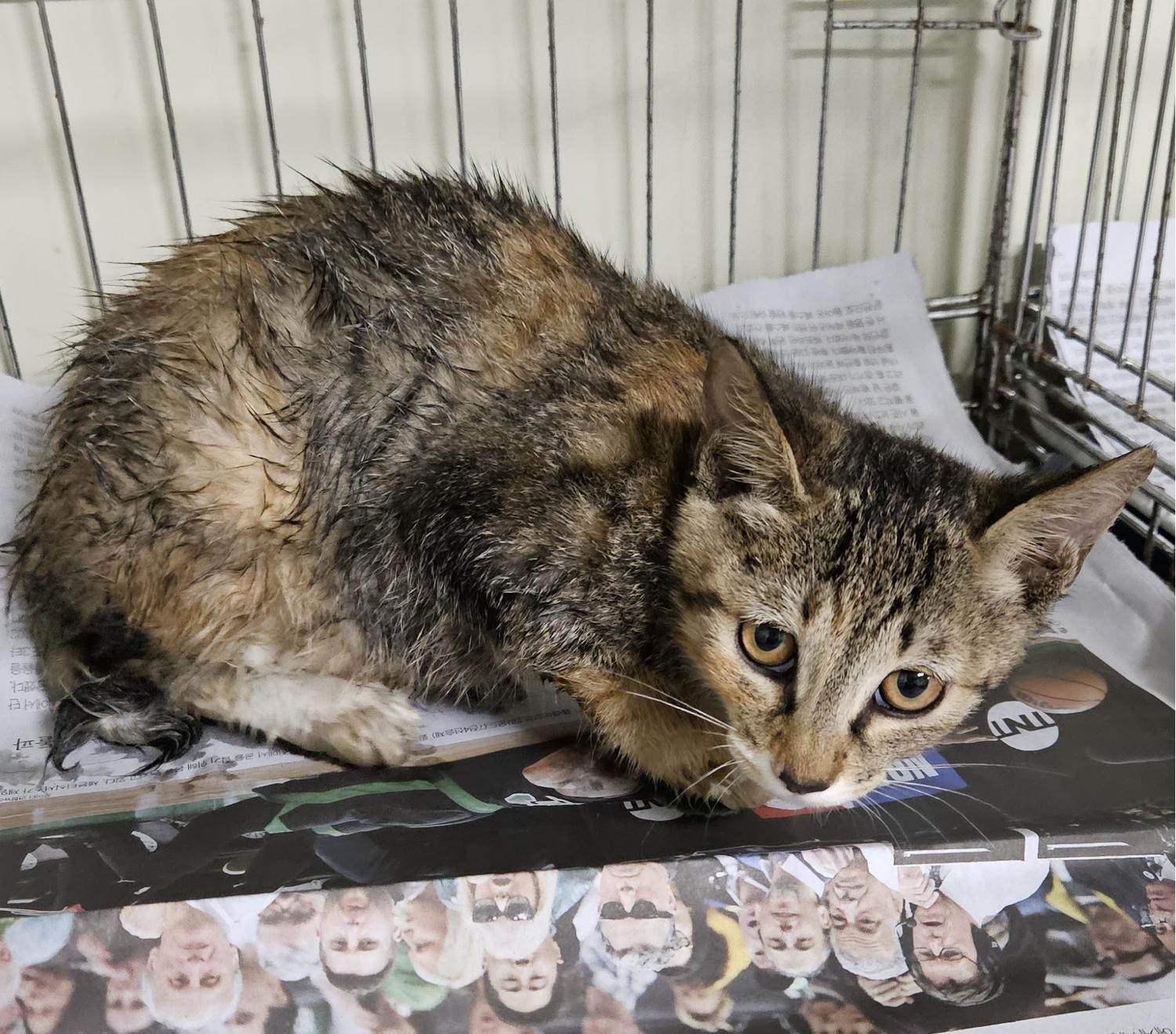 대구유기동물보호협회_427347202300825