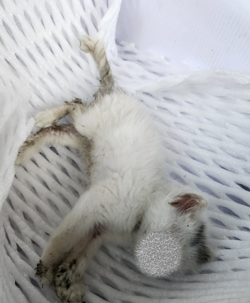 종료(자연사) 한국…