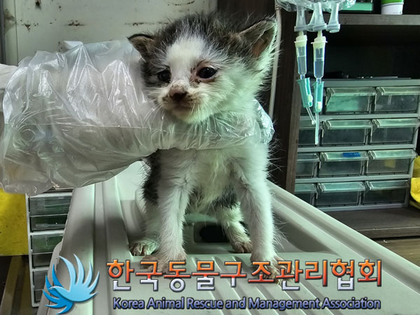 한국동물구조관리협회_411306202300599