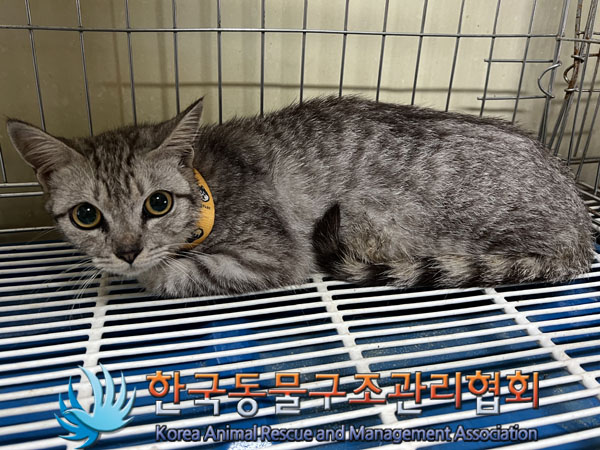 한국동물구조관리협회_411304202300576
