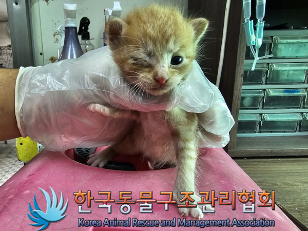 한국동물구조관리협회_441398202300348