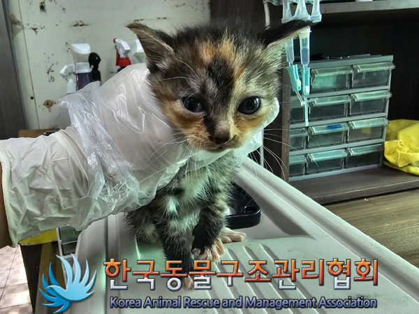 한국동물구조관리협회_411306202300601
