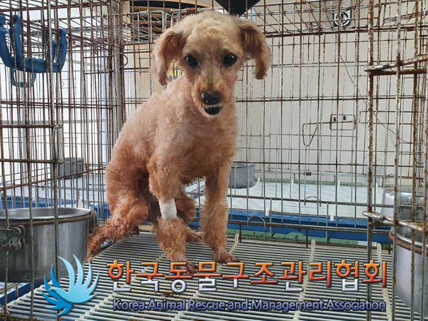 한국동물구조관리협회_441559202300912