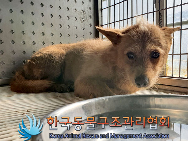 한국동물구조관리협회_441409202301413