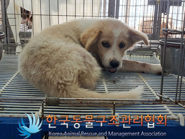 한국동물구조관리협회_441560202301053
