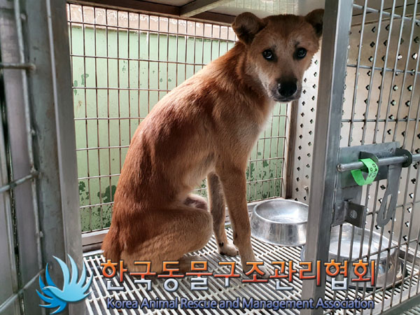 한국동물구조관리협회_441409202301414
