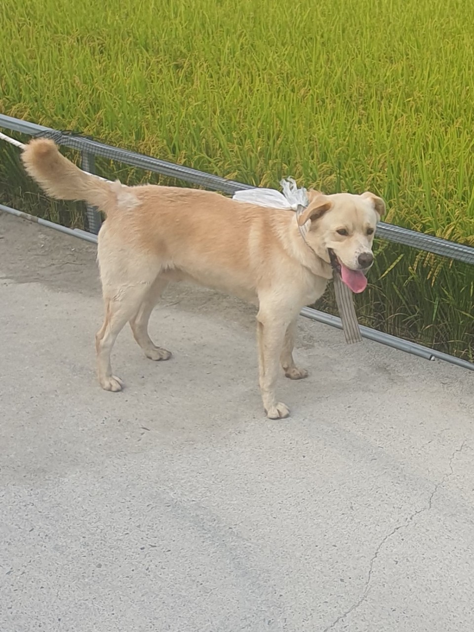 김천시 동물보호센터_447506202300301