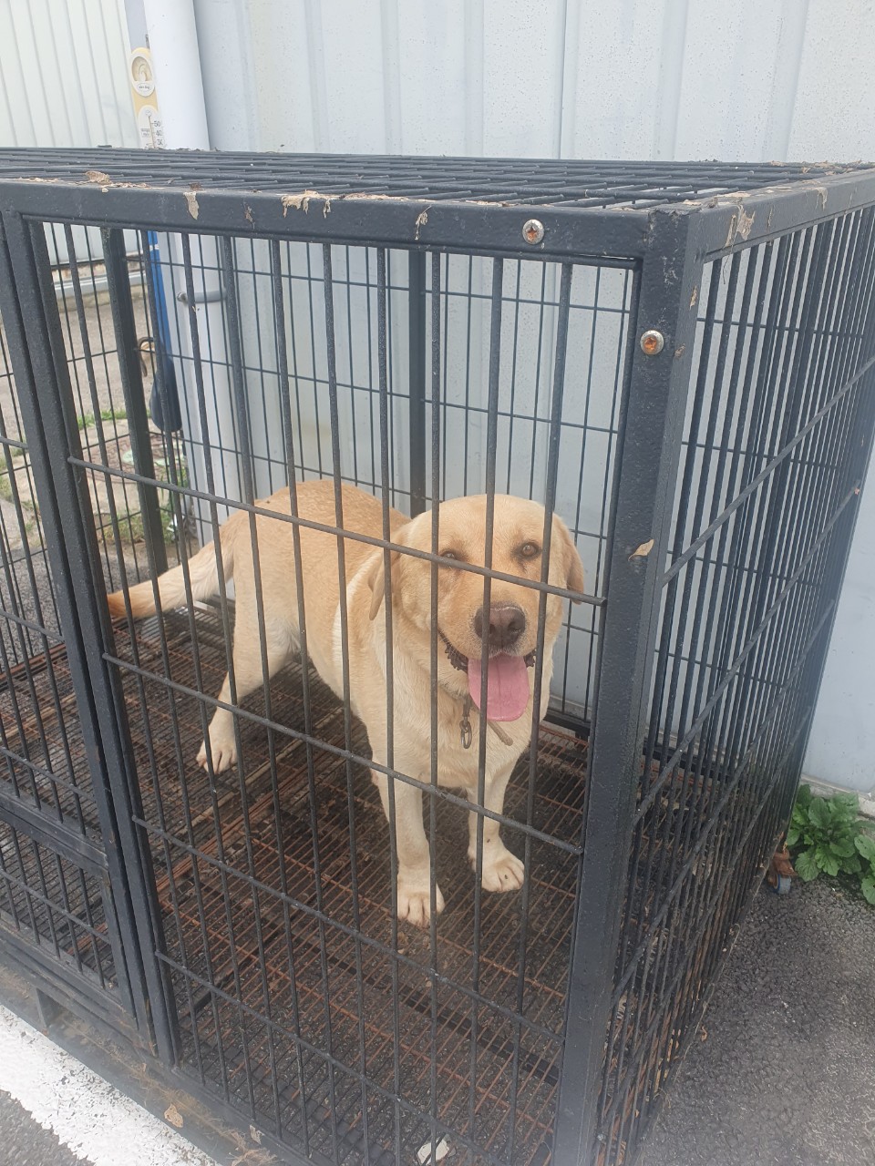 남양주시동물보호센터_441399202302330