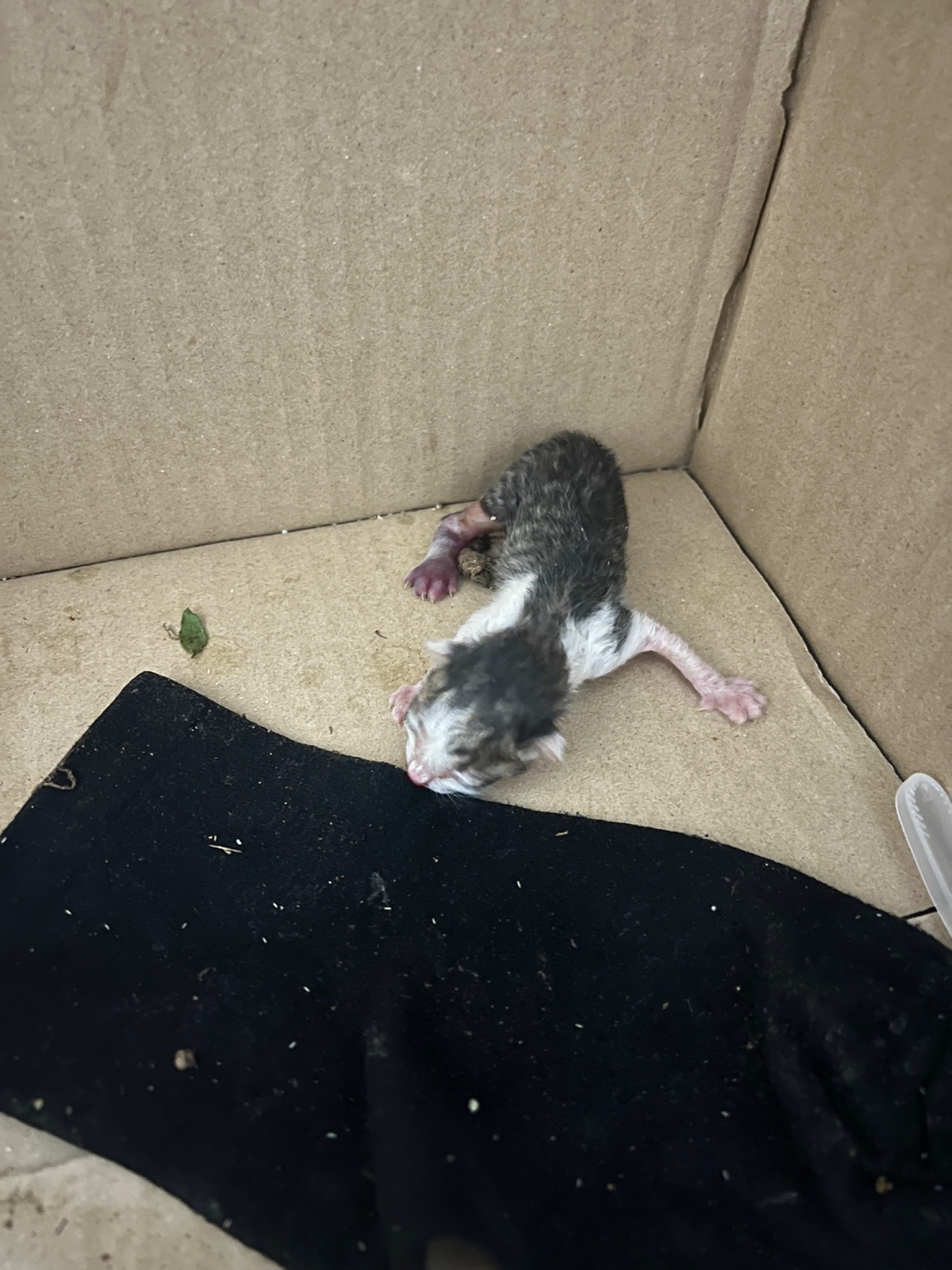 부산동물보호센터_426332202300499