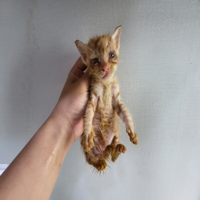 누리동물병원_426335202300365
