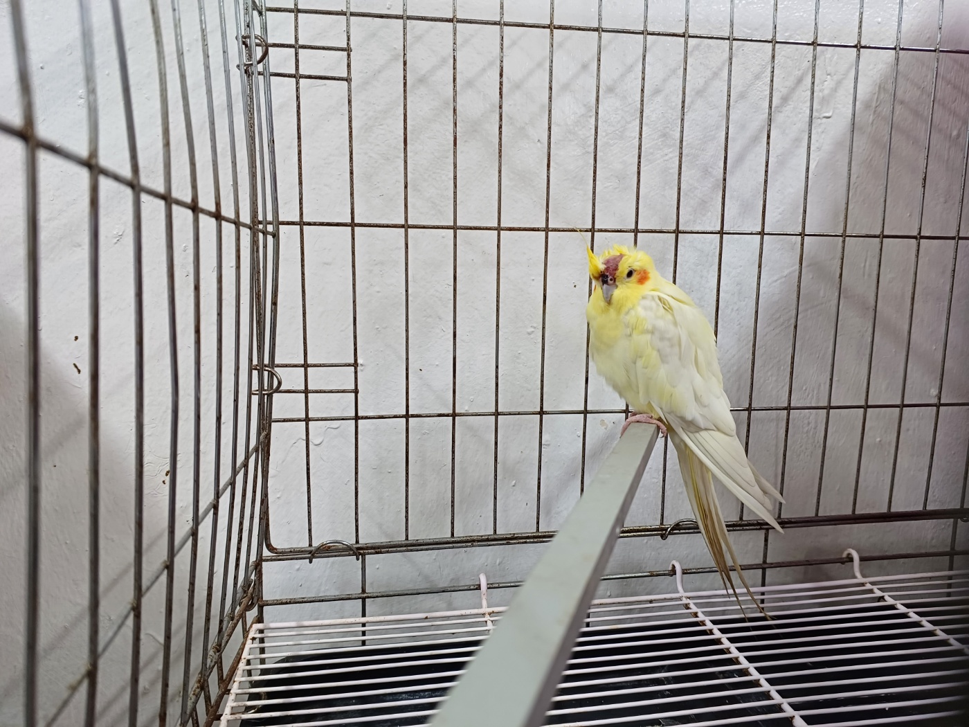 행복한동물병원_445464202303081