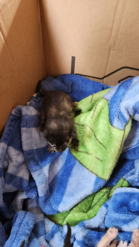 익산유기동물보호소_445468202301782
