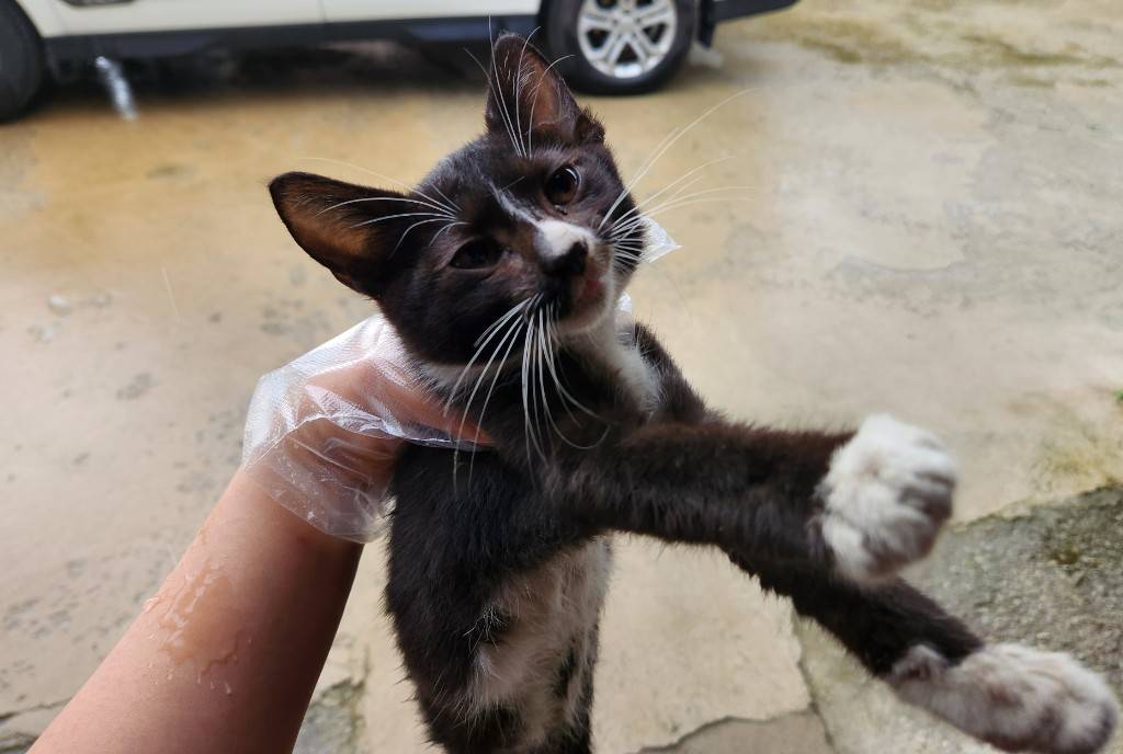 한국야생동물보호협회_441390202300546