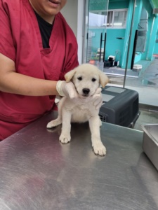 제주 동물보호센터_450650202303181