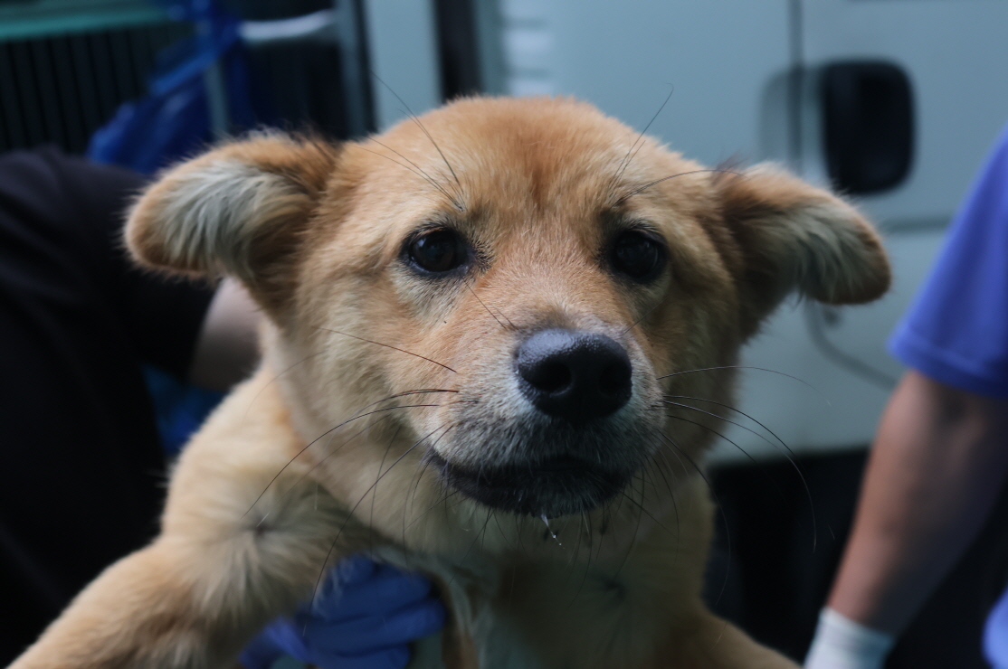 제주 동물보호센터_450650202303189