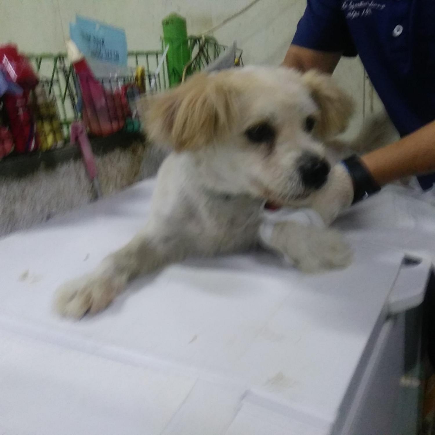 인천수의사회유기동물_428358202300215