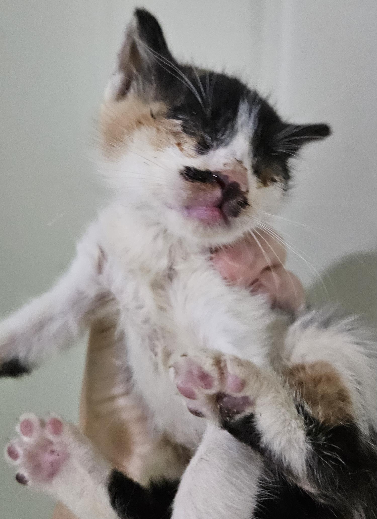 대구유기동물보호센터_427342202300580