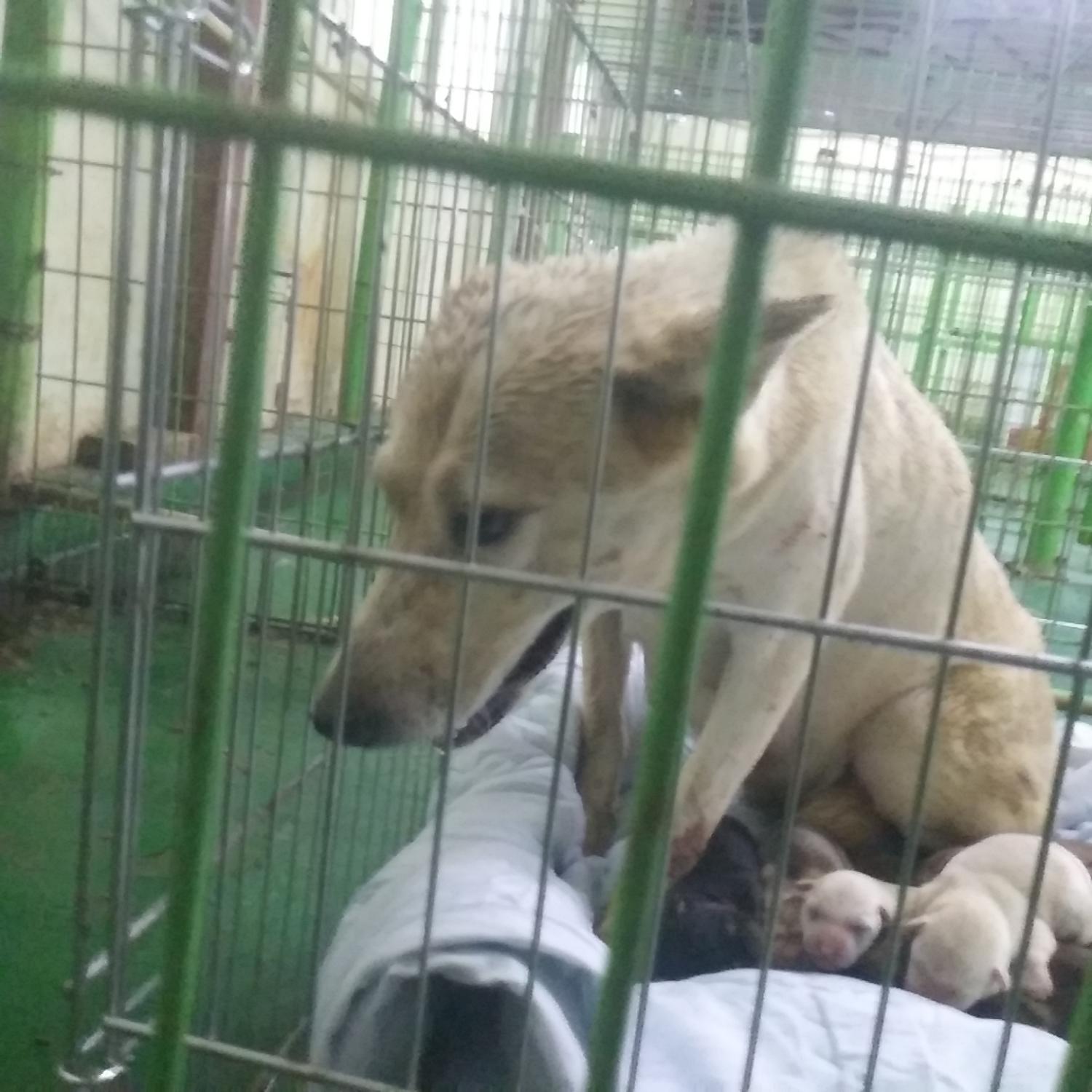 인천광역시수의사회_428353202300976