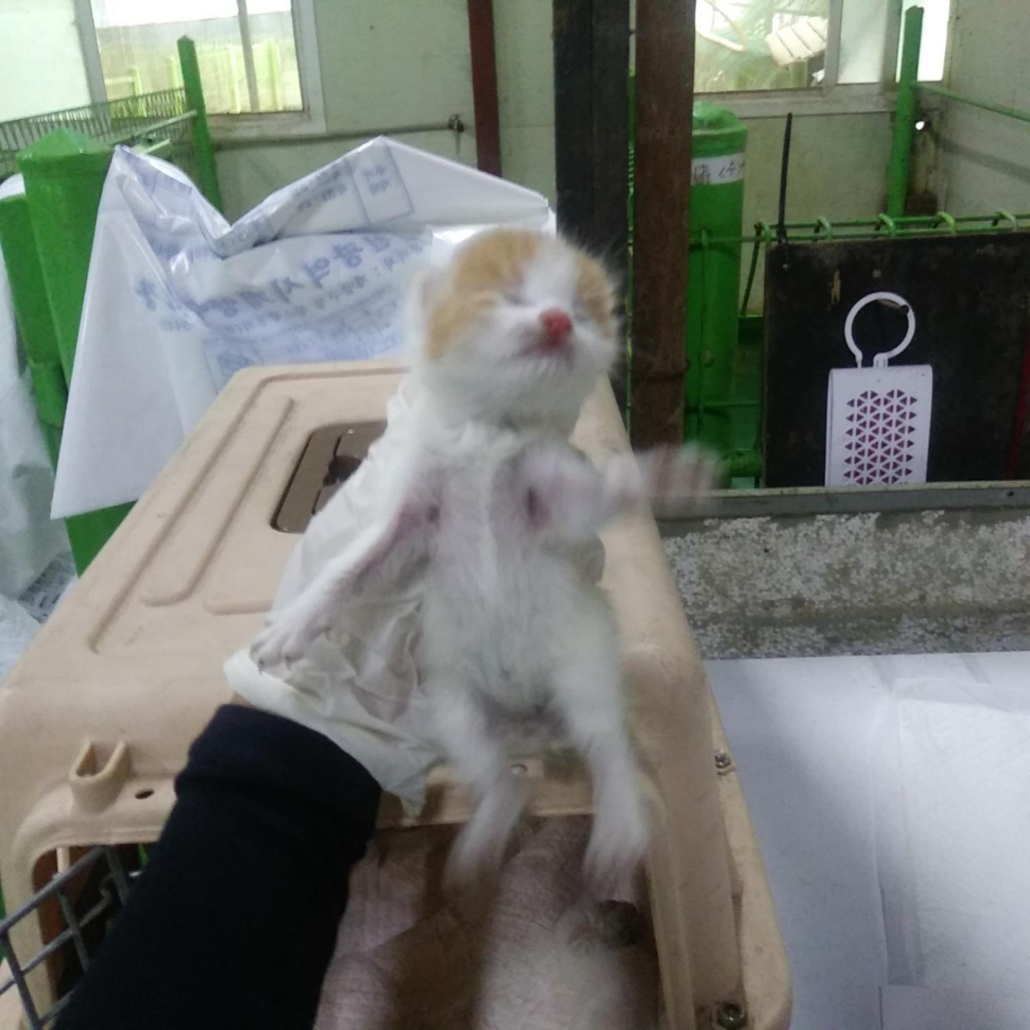인천수의사회유기동물_428358202300213