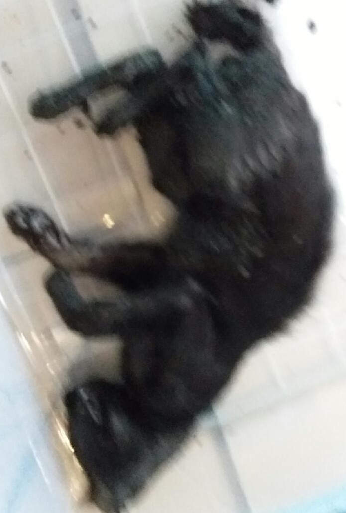 대구유기동물보호센터_427342202300582