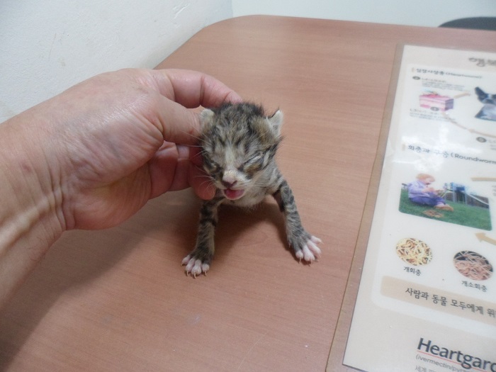 종료(자연사) 한국…