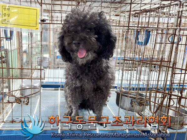 한국동물구조관리협회_441409202301415
