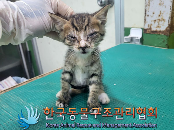 한국동물구조관리협회_441409202301418