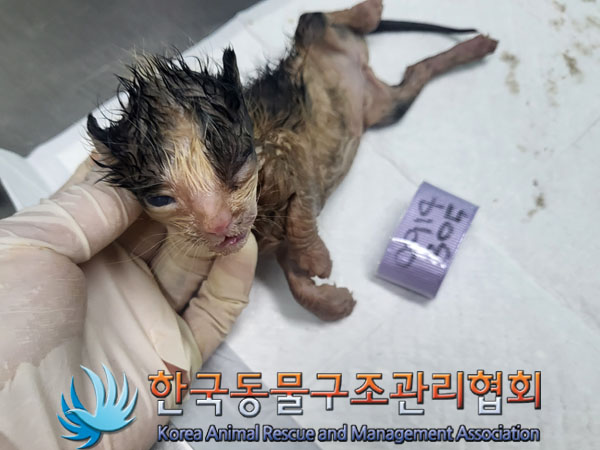 한국동물구조관리협회_441560202301058