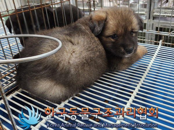 한국동물구조관리협회_441560202301056