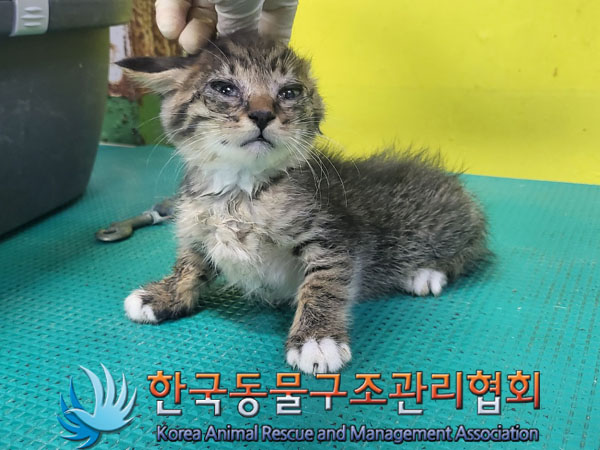 한국동물구조관리협회_441409202301417