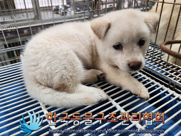 한국동물구조관리협회_441560202301055