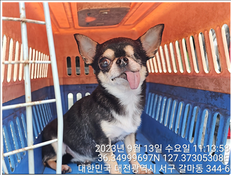 대전동물보호센터_430366202300534