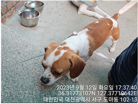 대전동물보호센터_430366202300533