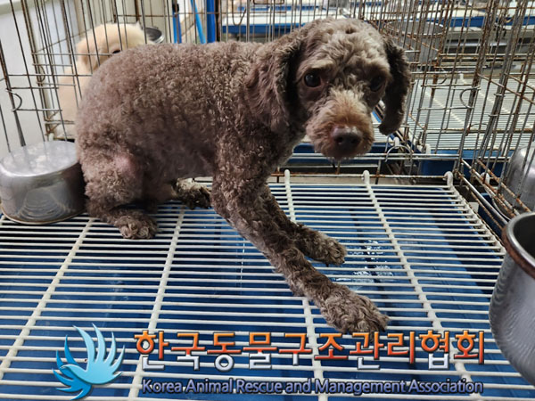 한국동물구조관리협회_411312202300558