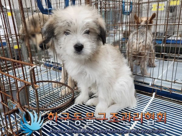 한국동물구조관리협회_441560202301069