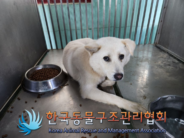 보호중 믹스견의 가…
