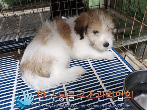 한국동물구조관리협회_441560202301072