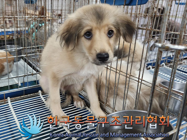 한국동물구조관리협회_441560202301068